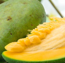 African mango seed extract ingredient in GlycoHarmony formula.