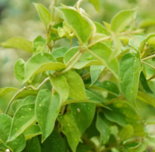 Gymnema leaf extract ingredient used in GlycoHarmony supplement.